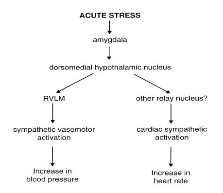 circulatory system worksheet. the circulatory system