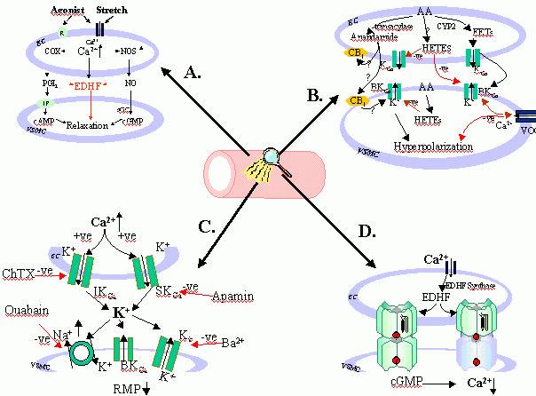 dopamine acetylcholine dopamine acetylcholine