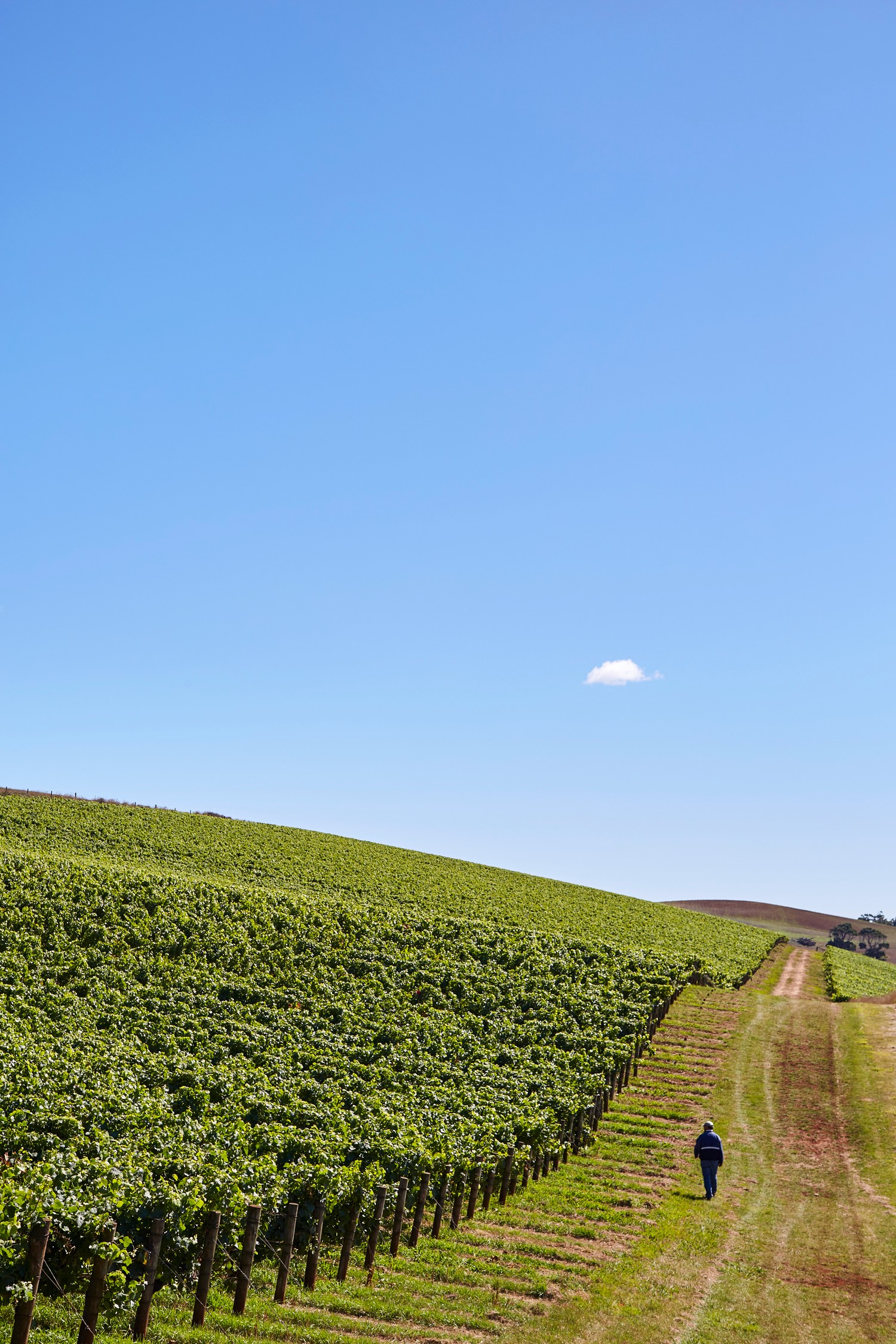 Pipers Brook Vineyard