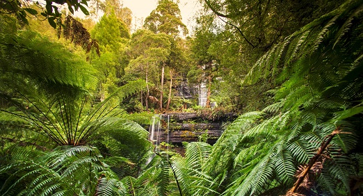 Decorative image: Russell Falls Tasmania